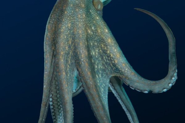 Кракен маркетплейс ссылка krakenat2krnkrnk com