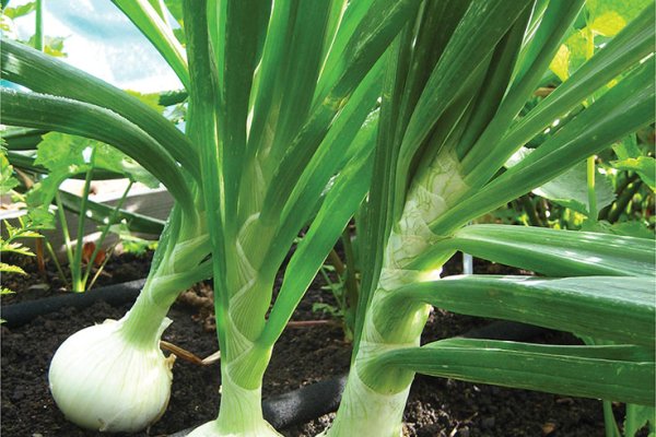 Сайт кракен официальный ссылка onion